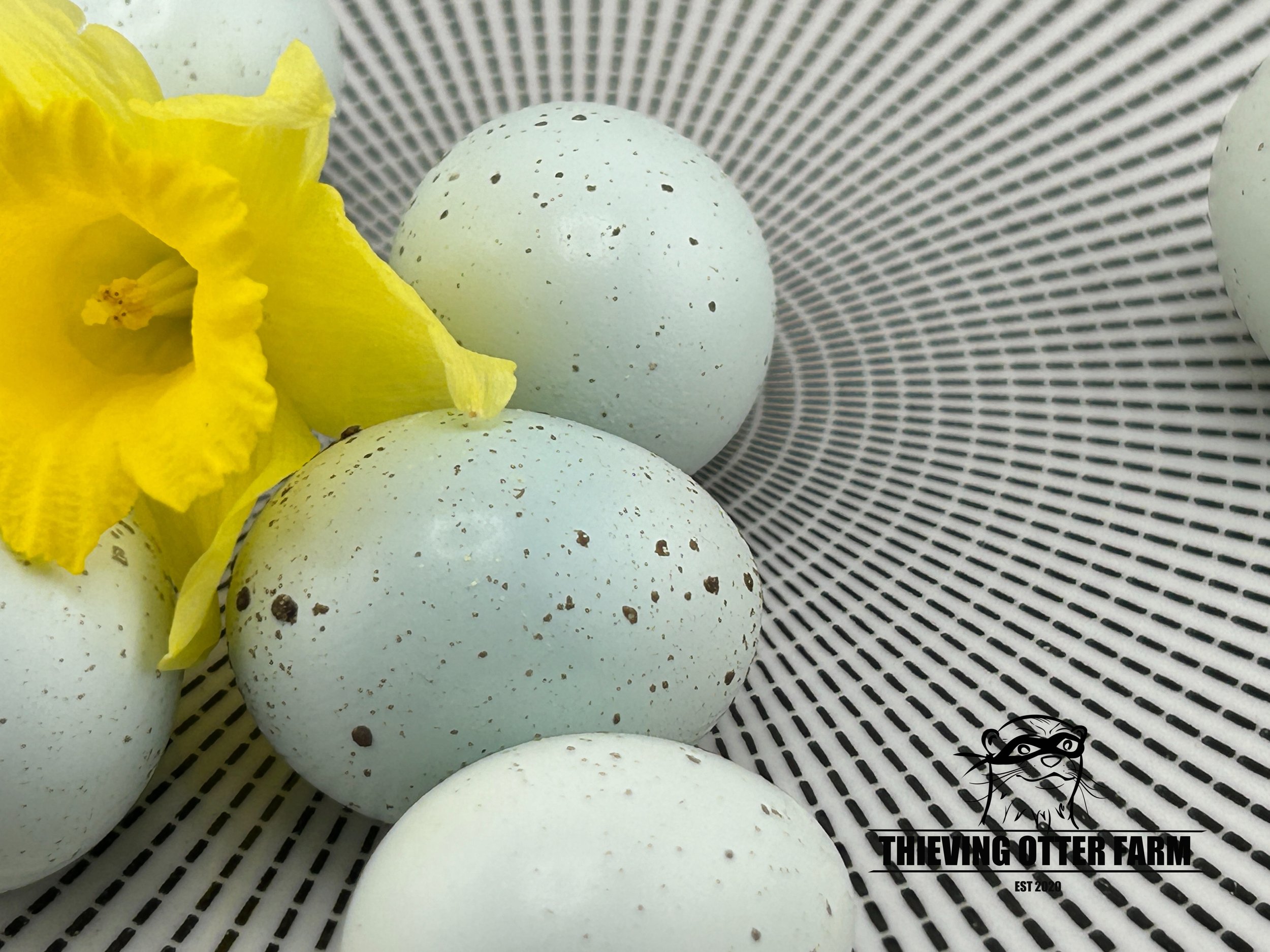 Celadon Coturnix Quail Eggs for Hatching — Thieving Otter Farm